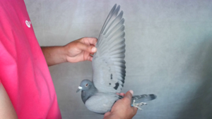 Pigeon image