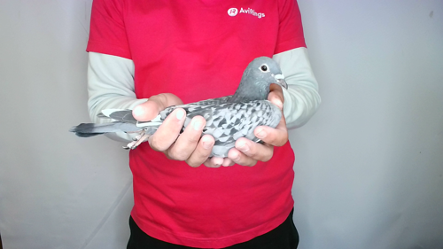 Pigeon image