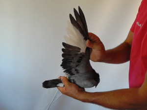 Pigeon image