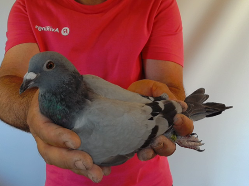 Pigeon image