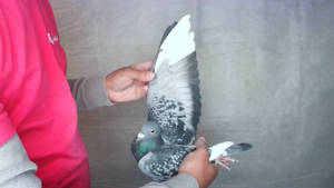 Pigeon image