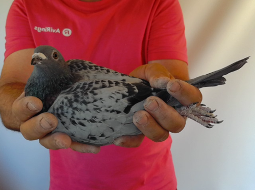 Pigeon image