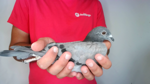 Pigeon image