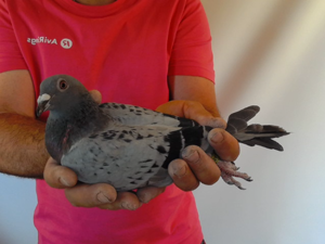 Pigeon image