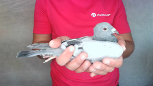 Pigeon image