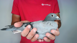 Pigeon image