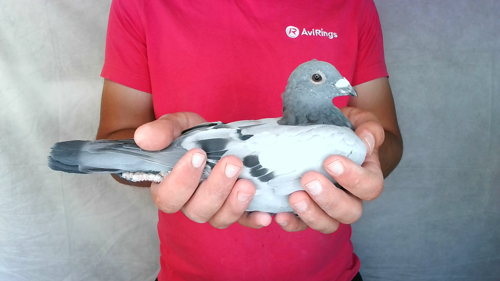 Pigeon image