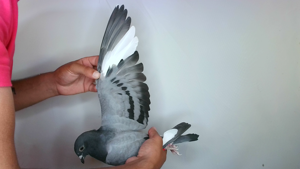 Pigeon image