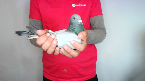 Pigeon image