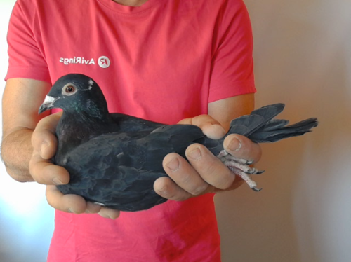 Pigeon image