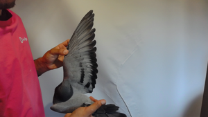 Pigeon image