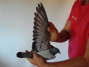 Pigeon image