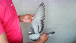 Pigeon image