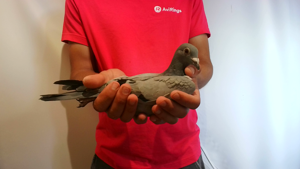 Pigeon image