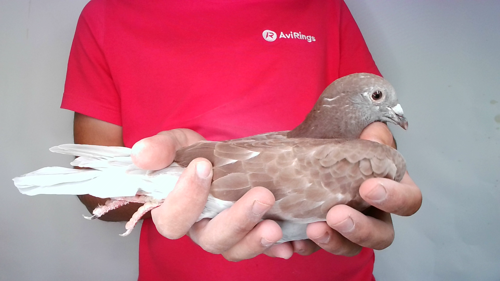 Pigeon image