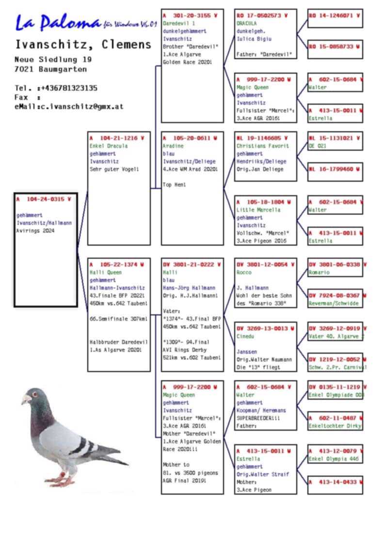Pigeon pedigree image