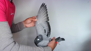 Pigeon image