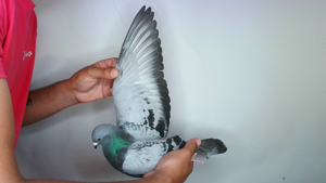 Pigeon image