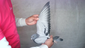 Pigeon image