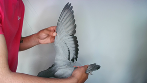 Pigeon image