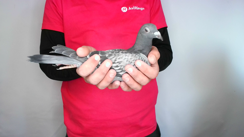 Pigeon image