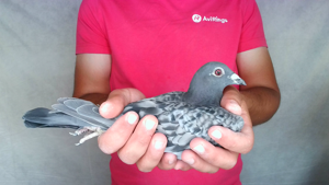 Pigeon image