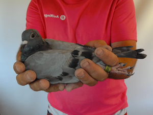 Pigeon image