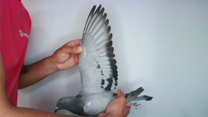 Pigeon image