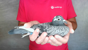 Pigeon image