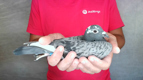 Pigeon image