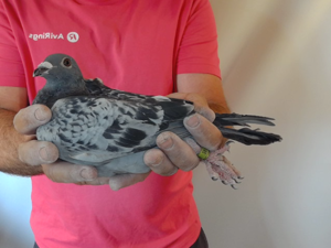 Pigeon image