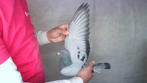 Pigeon image