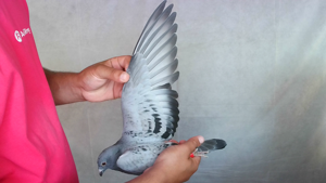 Pigeon image