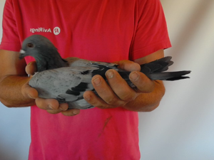 Pigeon image