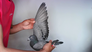 Pigeon image