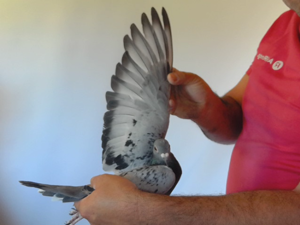 Pigeon image
