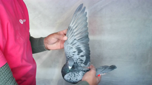 Pigeon image