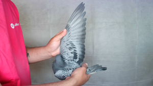 Pigeon image