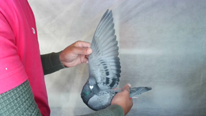 Pigeon image