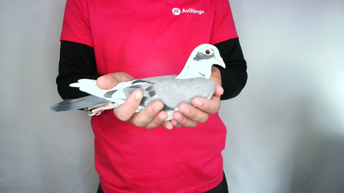 Pigeon image