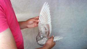 Pigeon image