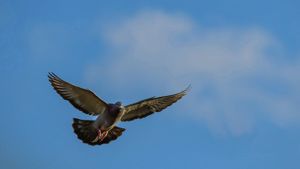 Pigeon image