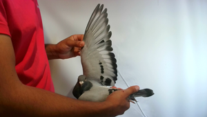 Pigeon image