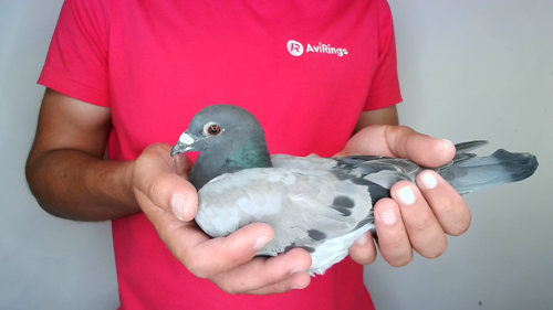 Pigeon image