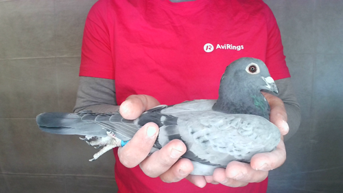 Pigeon image
