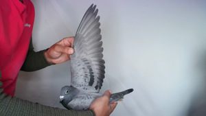 Pigeon image