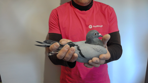 Pigeon image