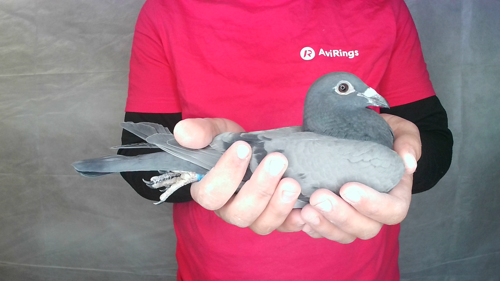 Pigeon image