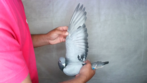 Pigeon image
