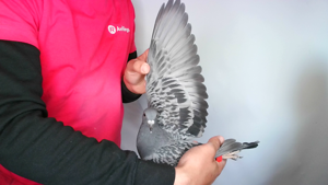 Pigeon image